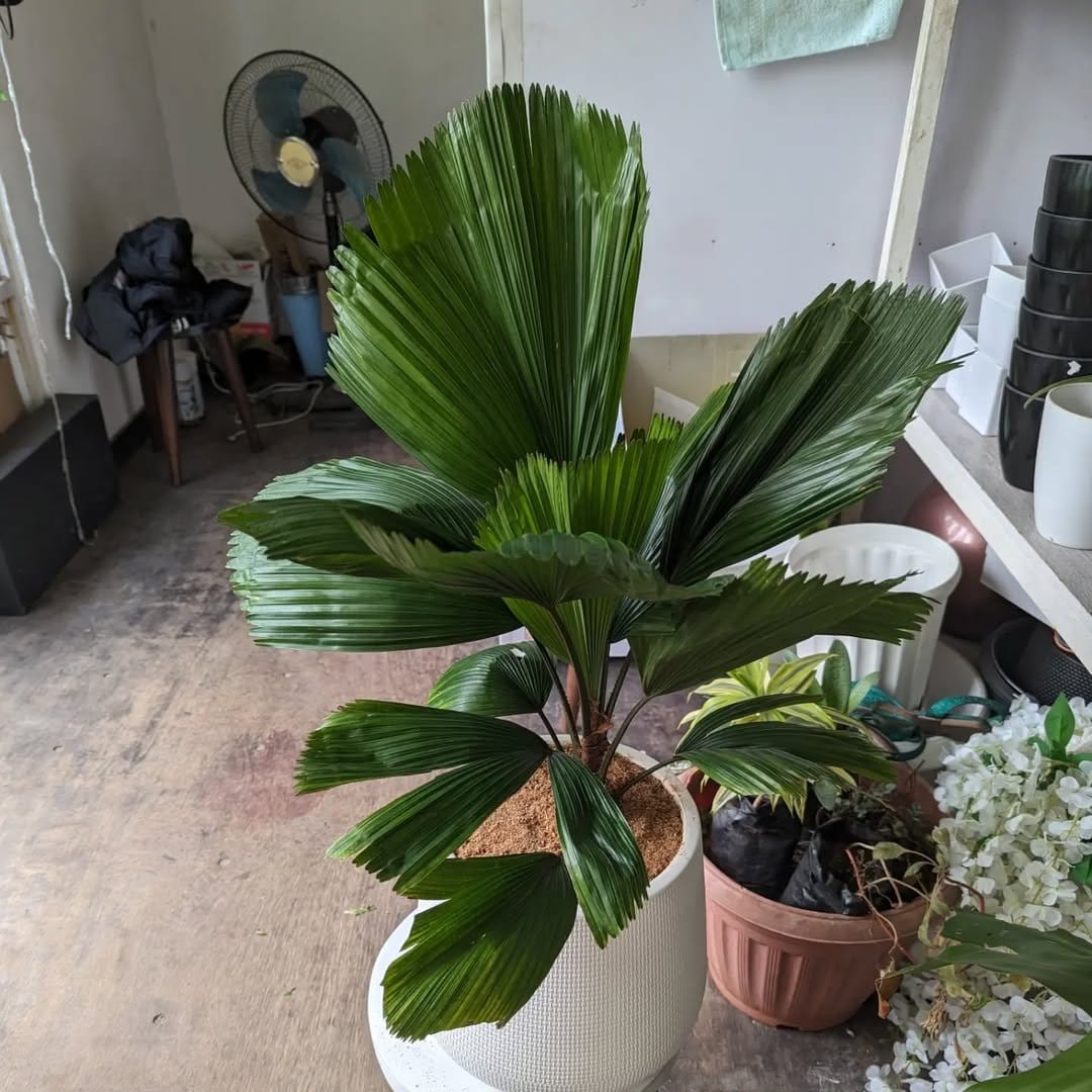 Vibrant European fan palm in chic planter