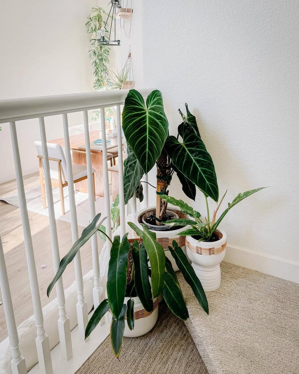 plants on staircase window sill