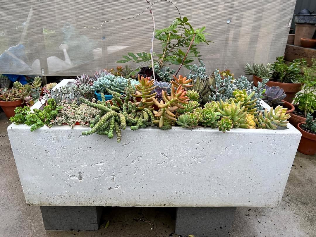 succulents in concrete blocks
