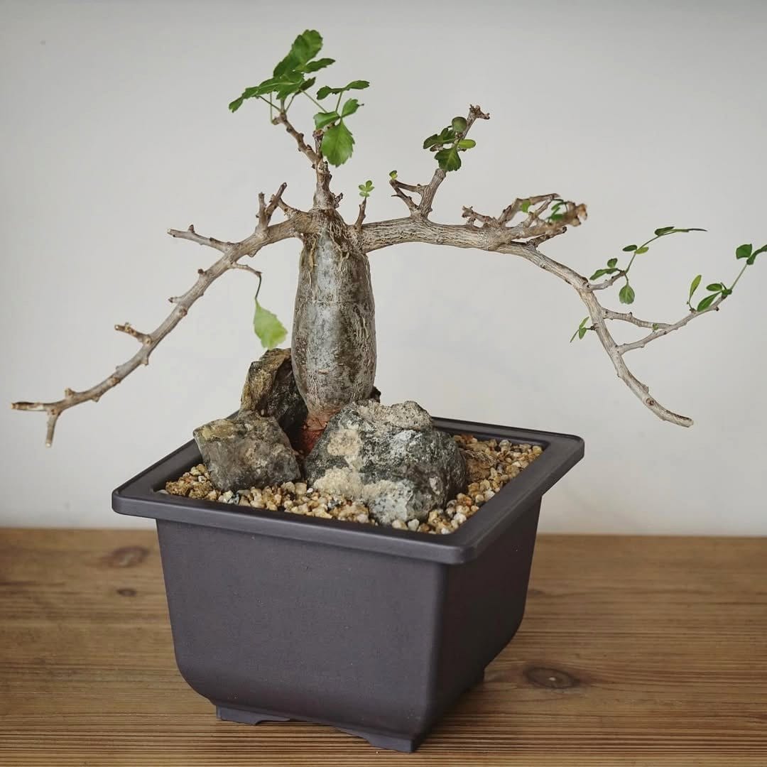 jade plant on a sunny windowsill