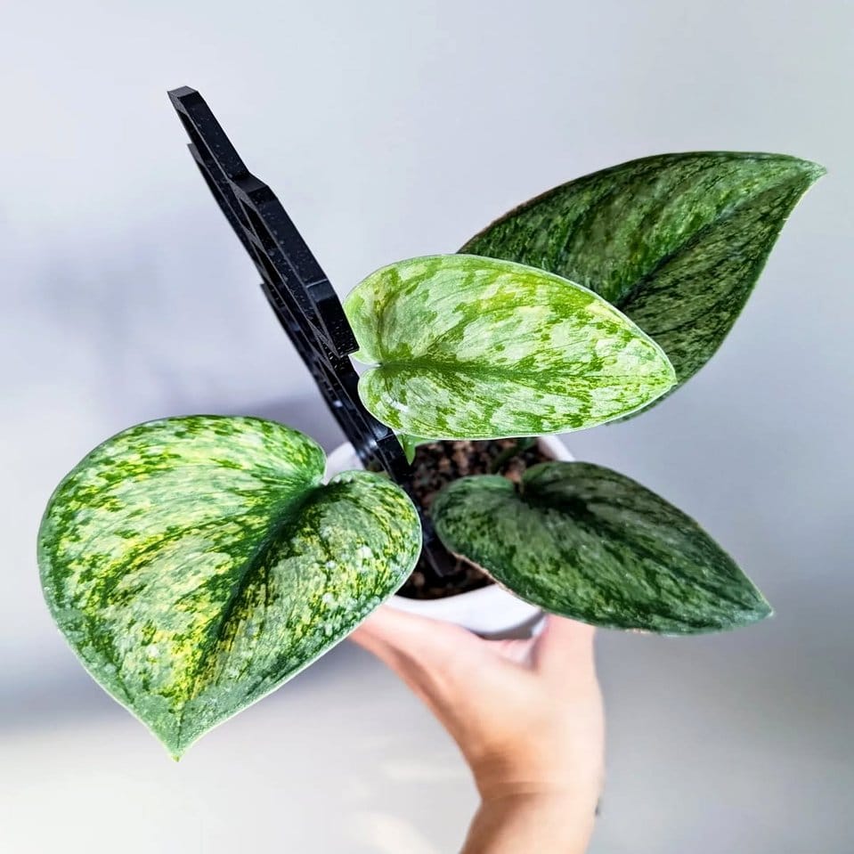 Holographic plant jewelry design