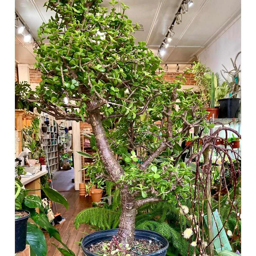 Portulacaria bonsai with succulent leaves