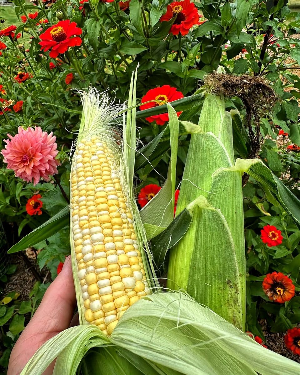 dried corn cobs in garden