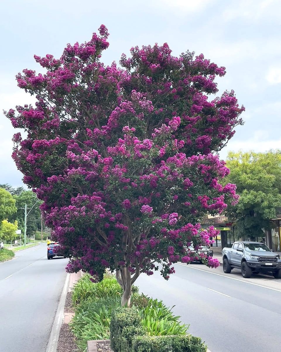 crepe myrtle in city streetscape