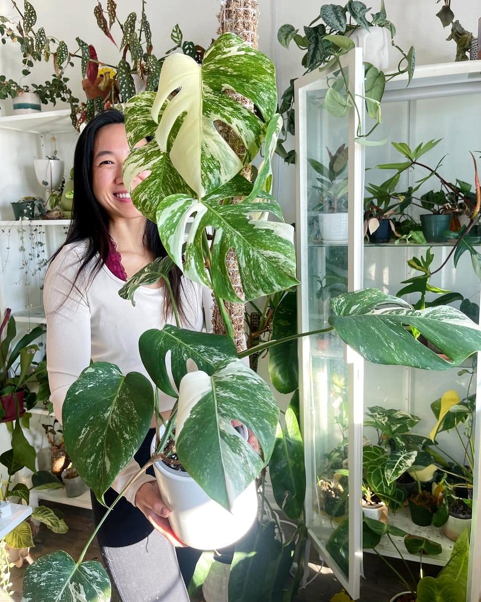 monstera leaves in clear vase