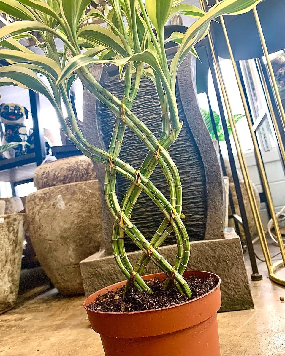 bamboo plant cluster