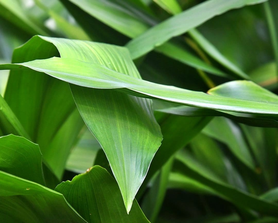 Chinese Evergreen and Cast Iron Plant in corner