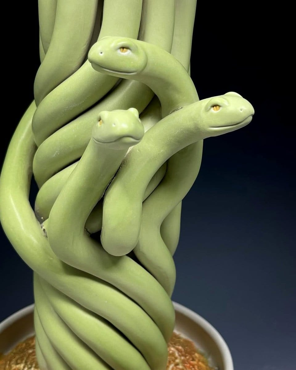 snake plant in ceramic pot