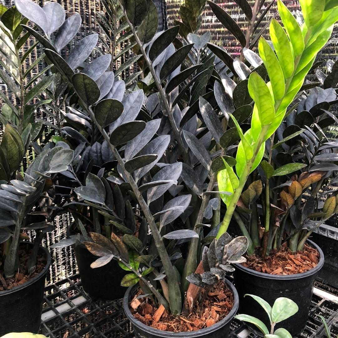 zz raven plant in modern pot