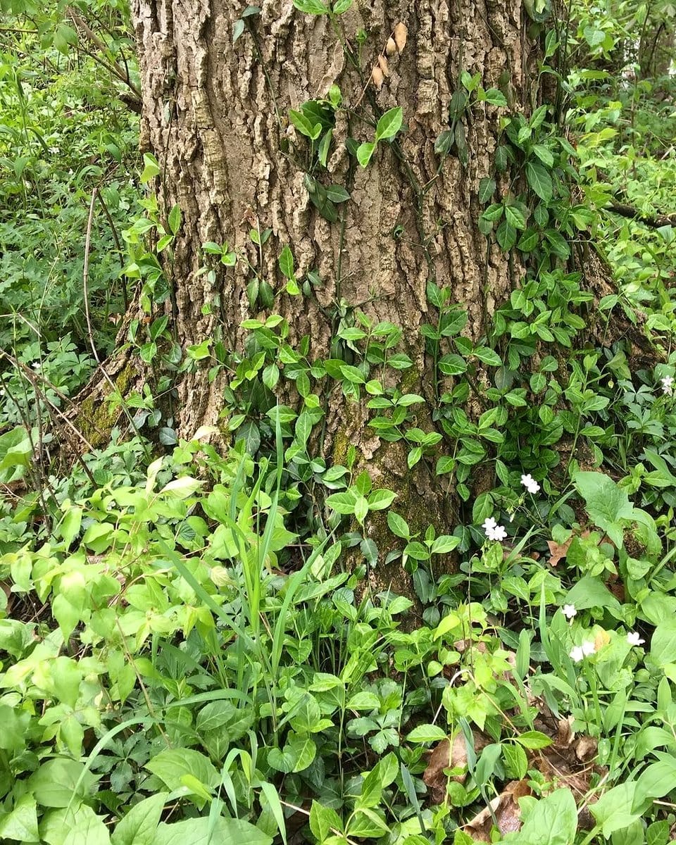 Purple Leaf Wintercreeper with rich foliage
