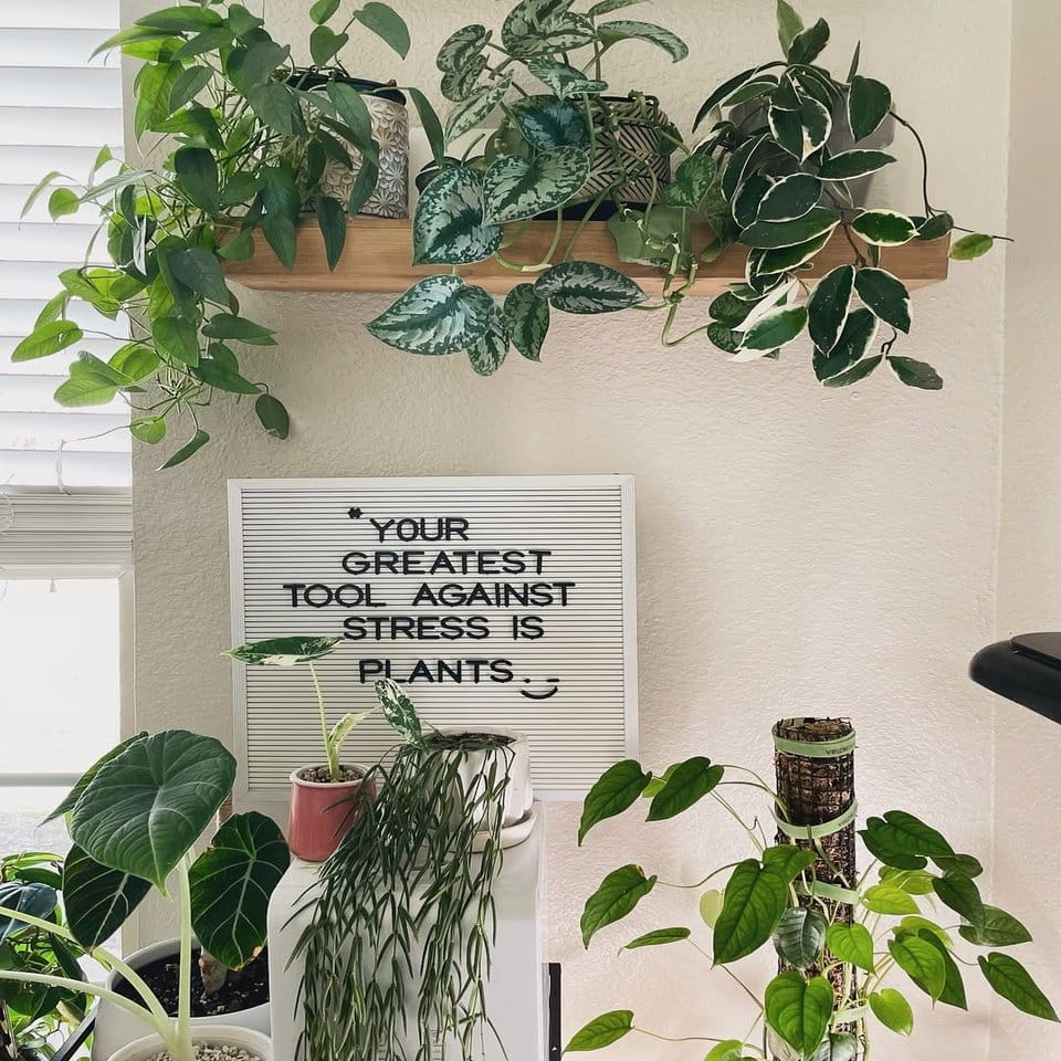 Garden signs with Mayan glyphs