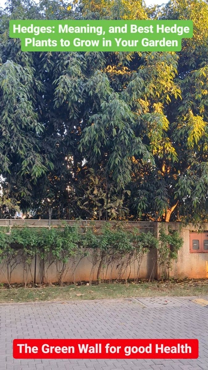 dense hedge row backyard screen