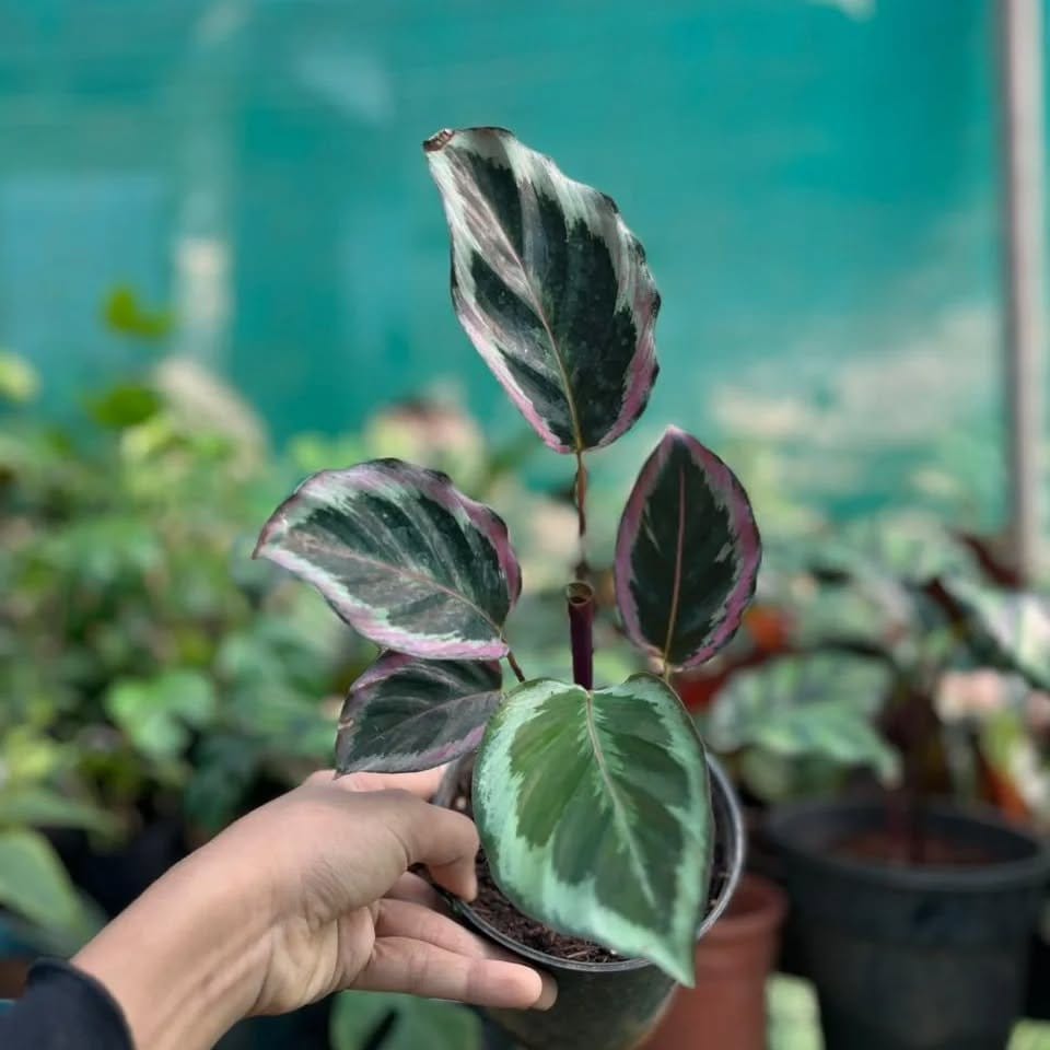 Striking Calathea Roseopicta in decorative pot