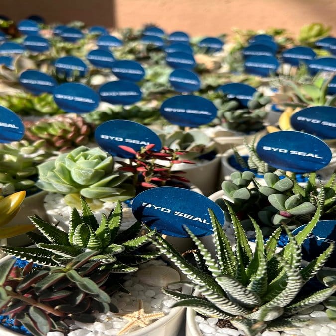 Photo display with coastal succulents and shells