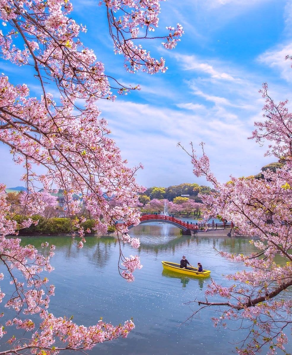 Japanese cherry blossom in urban park