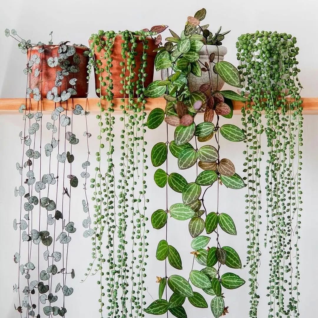 Vertical chrome plant wall with lush greenery