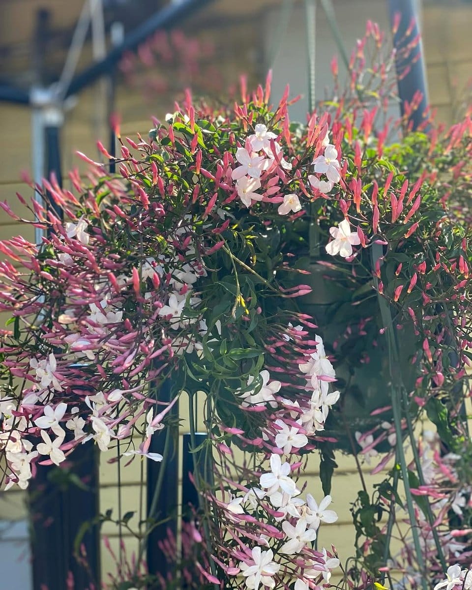 jasmine flowers entwining trellis