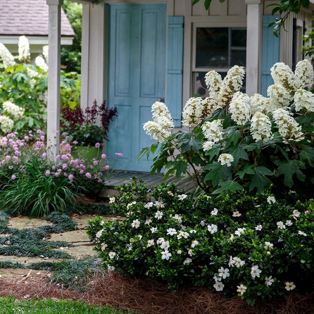 oakleaf hydrangea with burgundy foliage
