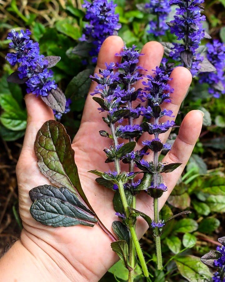 Bugleweed with purple flowers