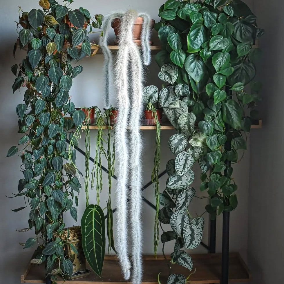 Exotic plant collection in chest