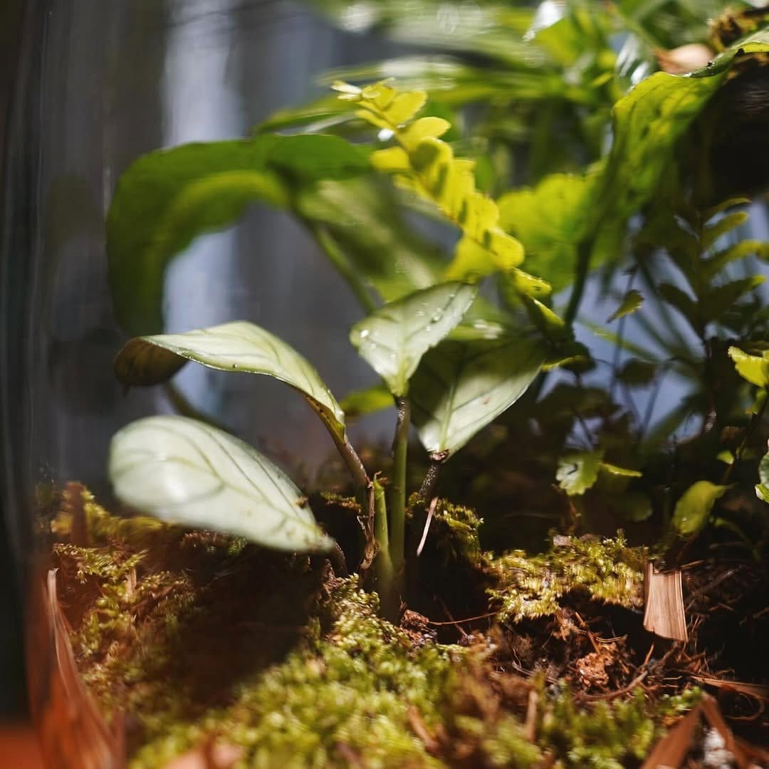 Glass terrarium with lush lichen display