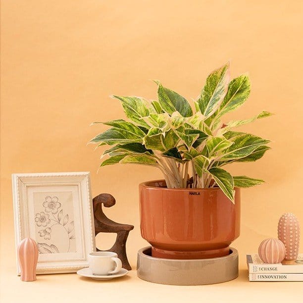 Elegant spider plant in self-watering terracotta pot