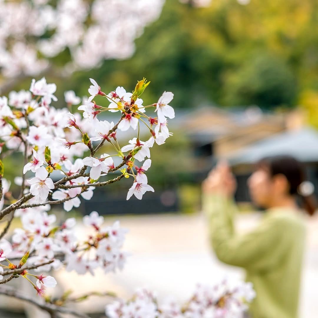 Cherry blossom petal-decorated picture ledge