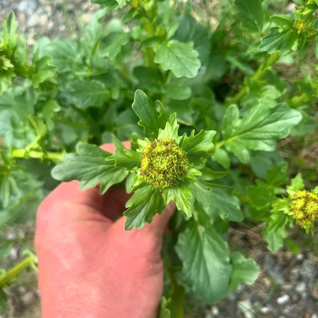 bright orange marigolds in vegetable patch