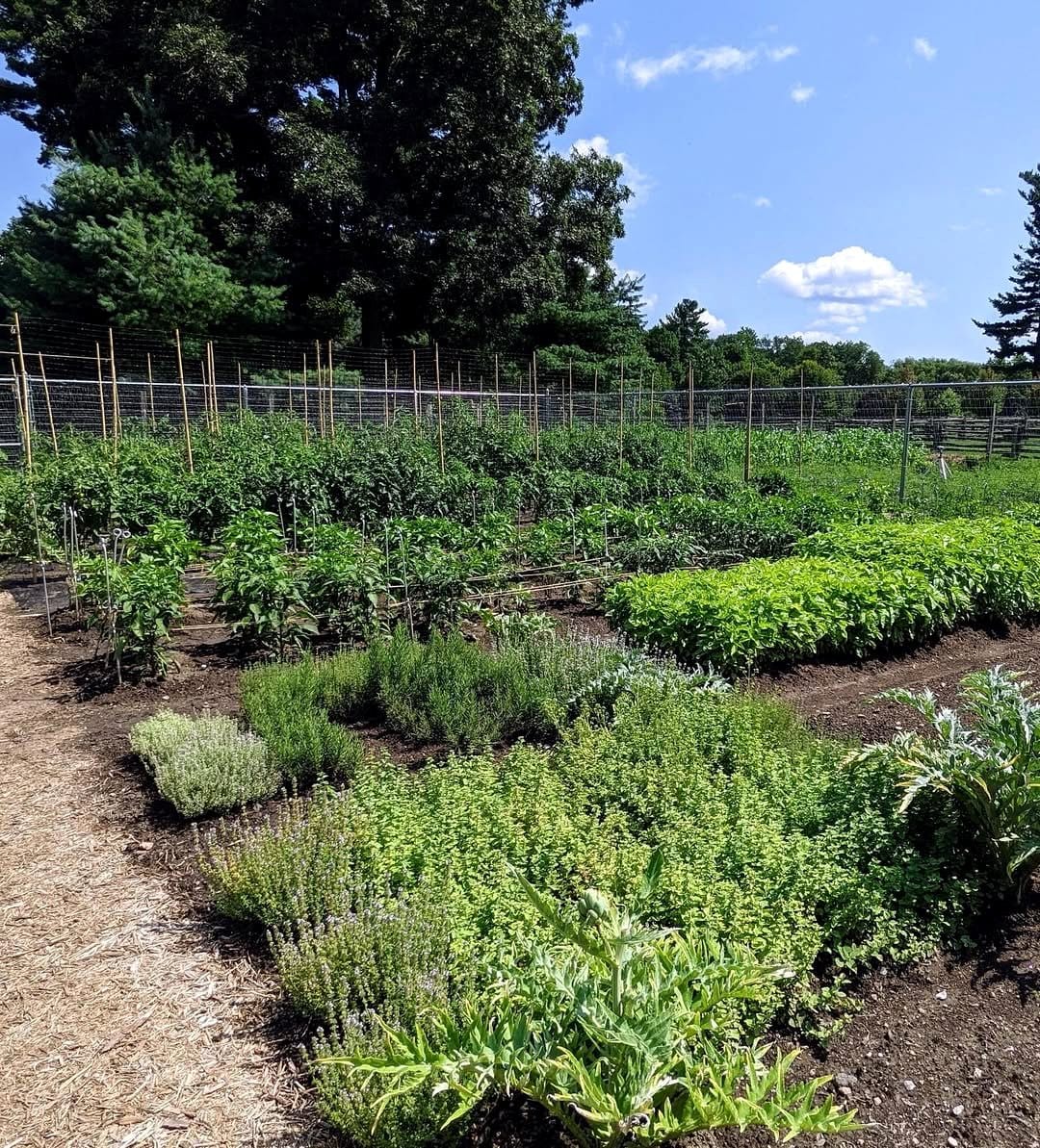sawdust covering vegetable bed
