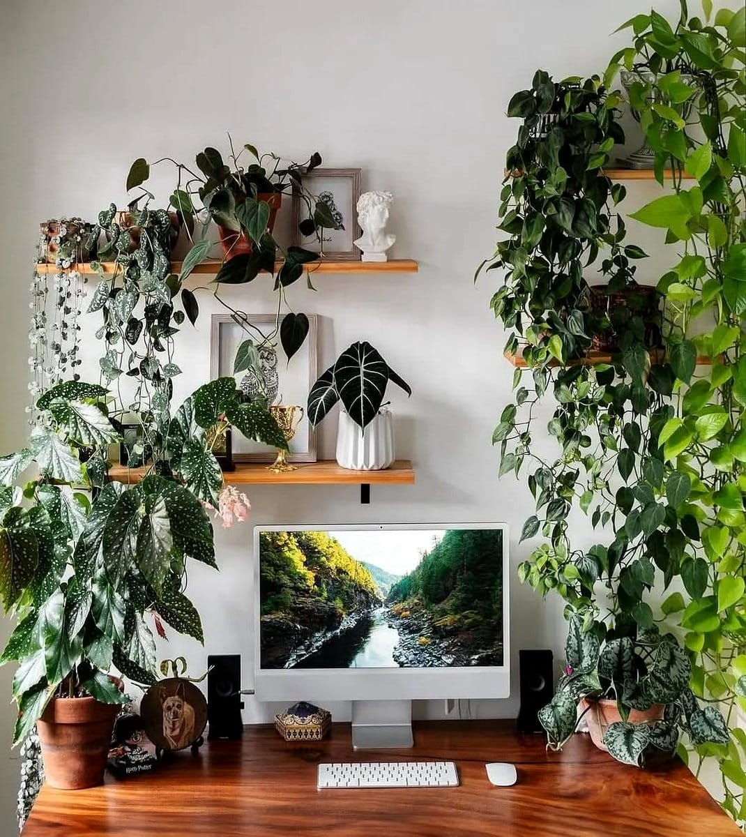 Calathea on an office desk