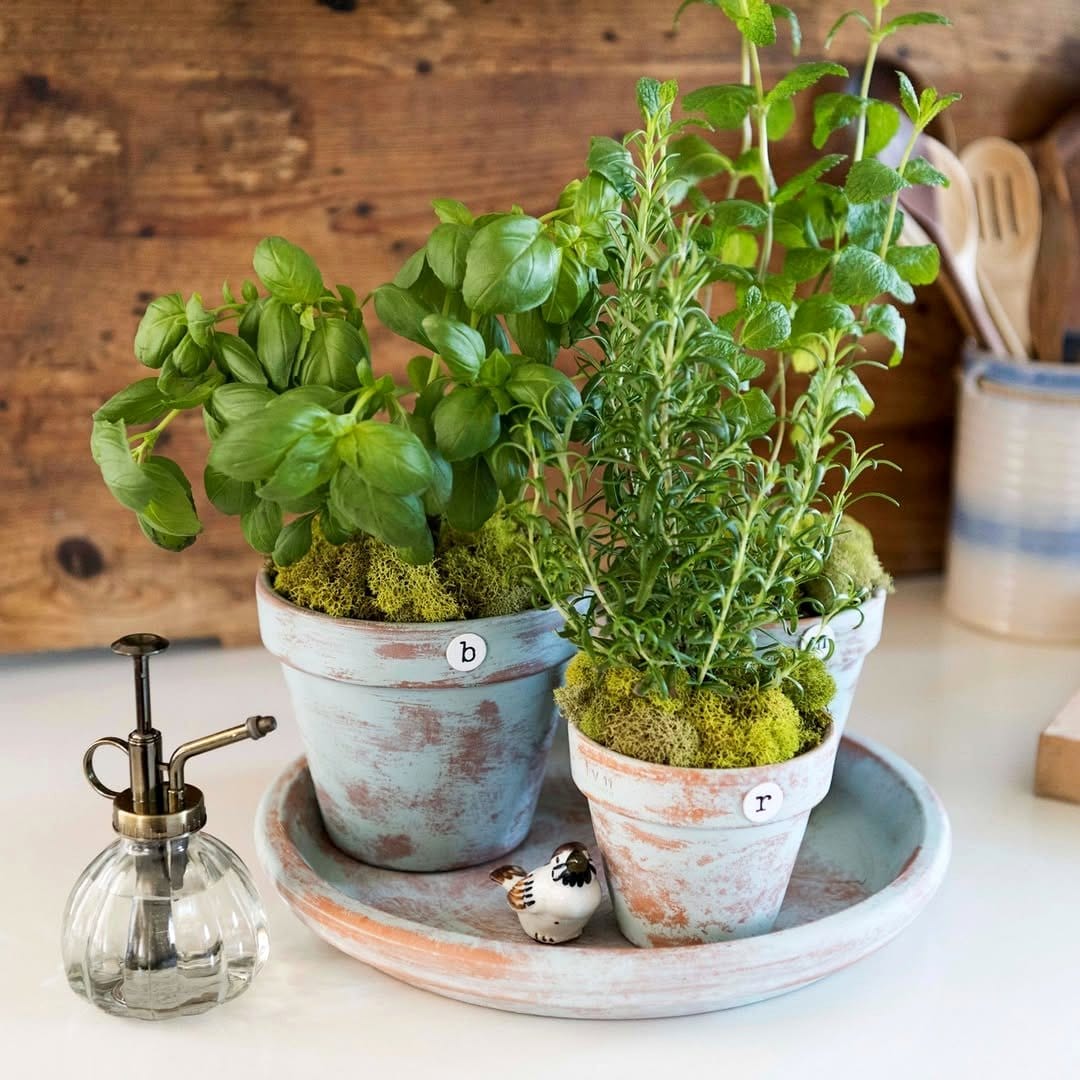 kitchen herb garden on countertop