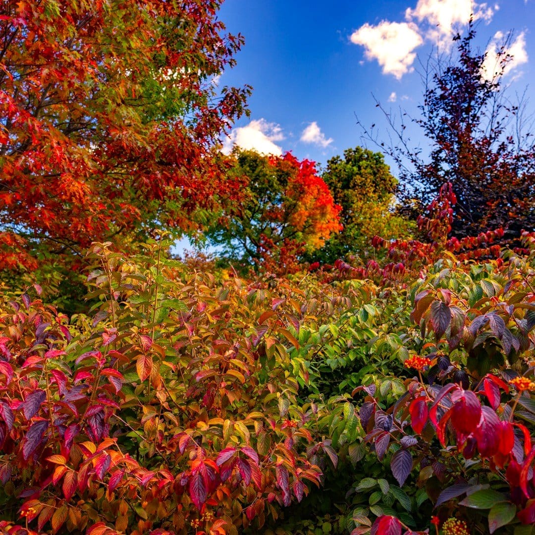 colorful autumn leaves in garden