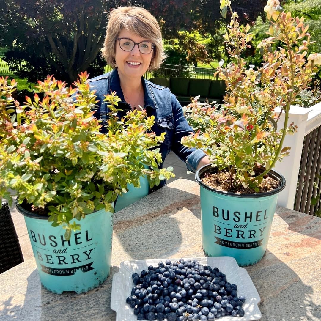 watering can next to blueberry pot