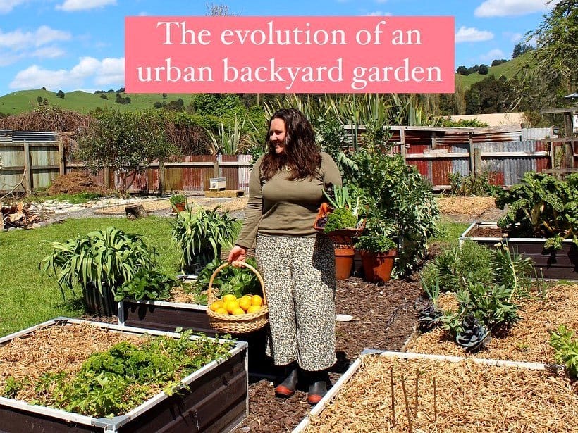 cardboard sheets between garden rows