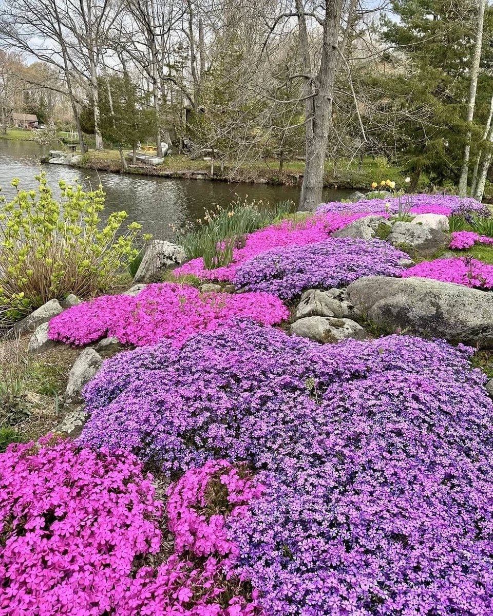 creeping phlox in full bloom