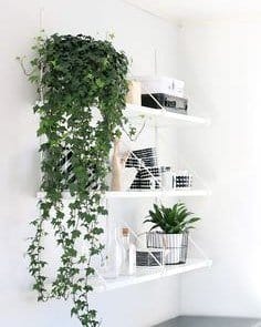 english ivy in hanging basket