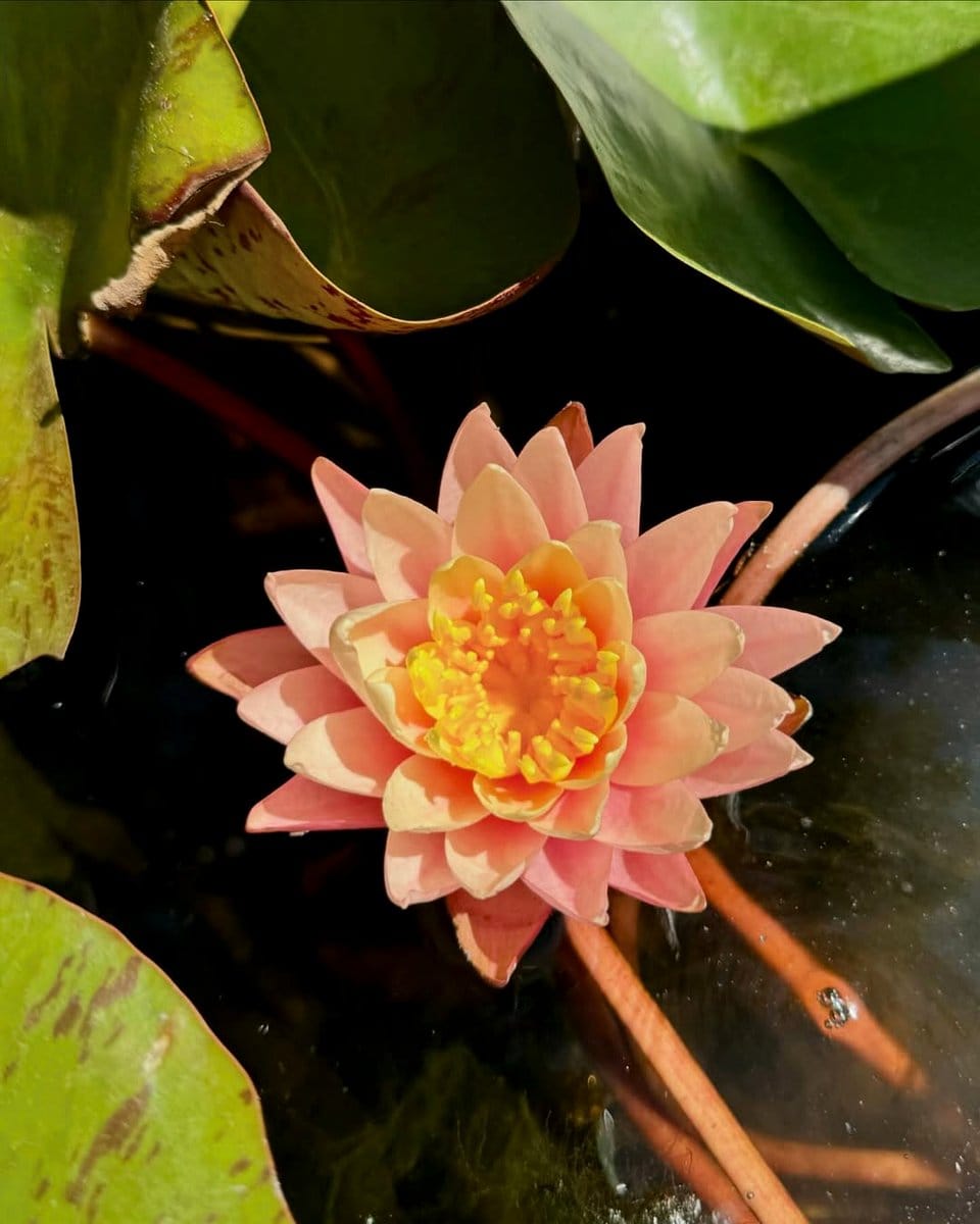 Succulent arrangement in Lotus Pond ceramic pots