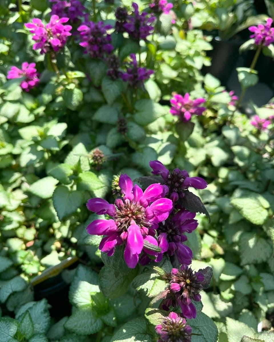 Dead Nettle with variegated leaves