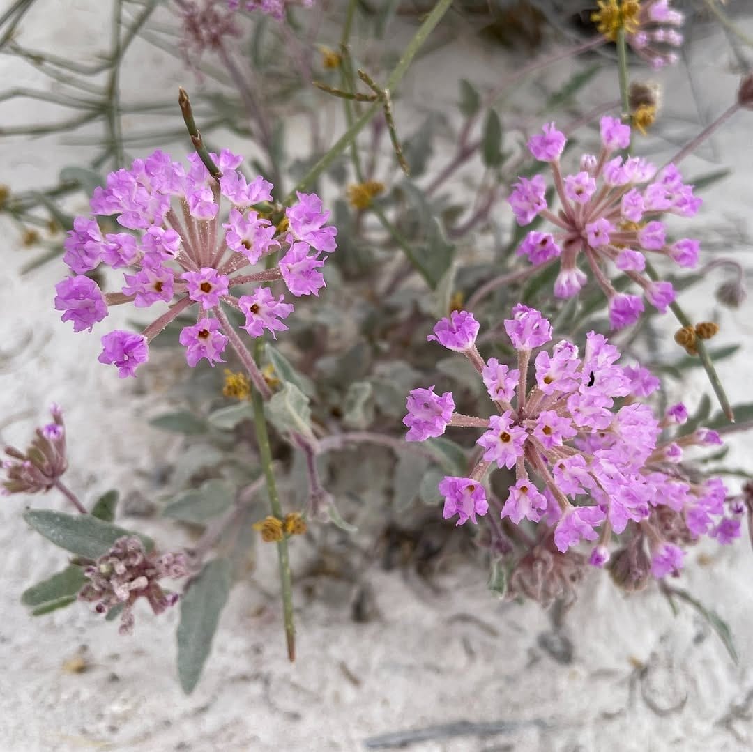 verbena flowers in full bloom