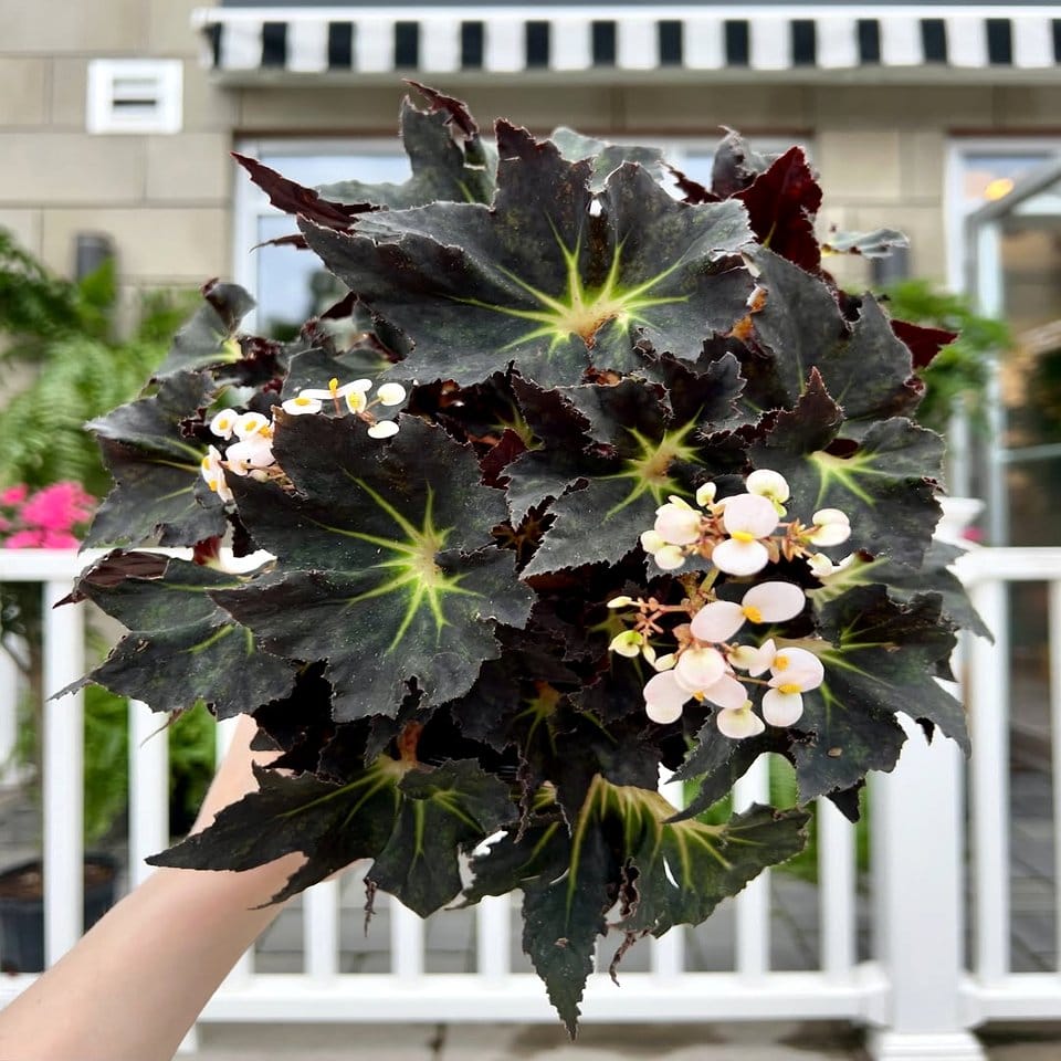 Gothic-style plant labels with velvet accents