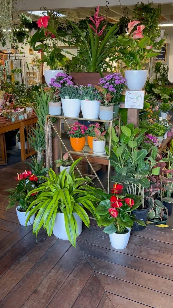 penstemon in decorative pot