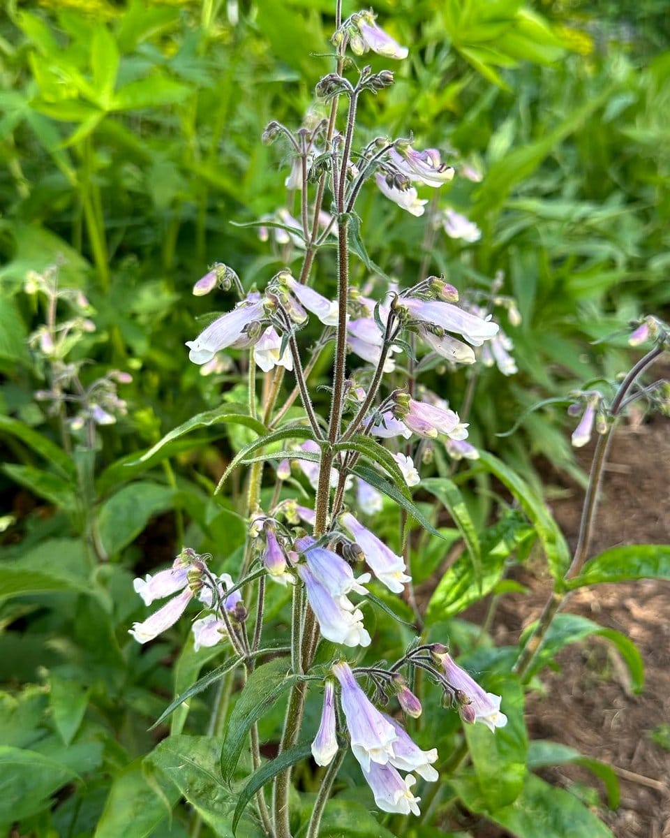 penstemon blooms in garden