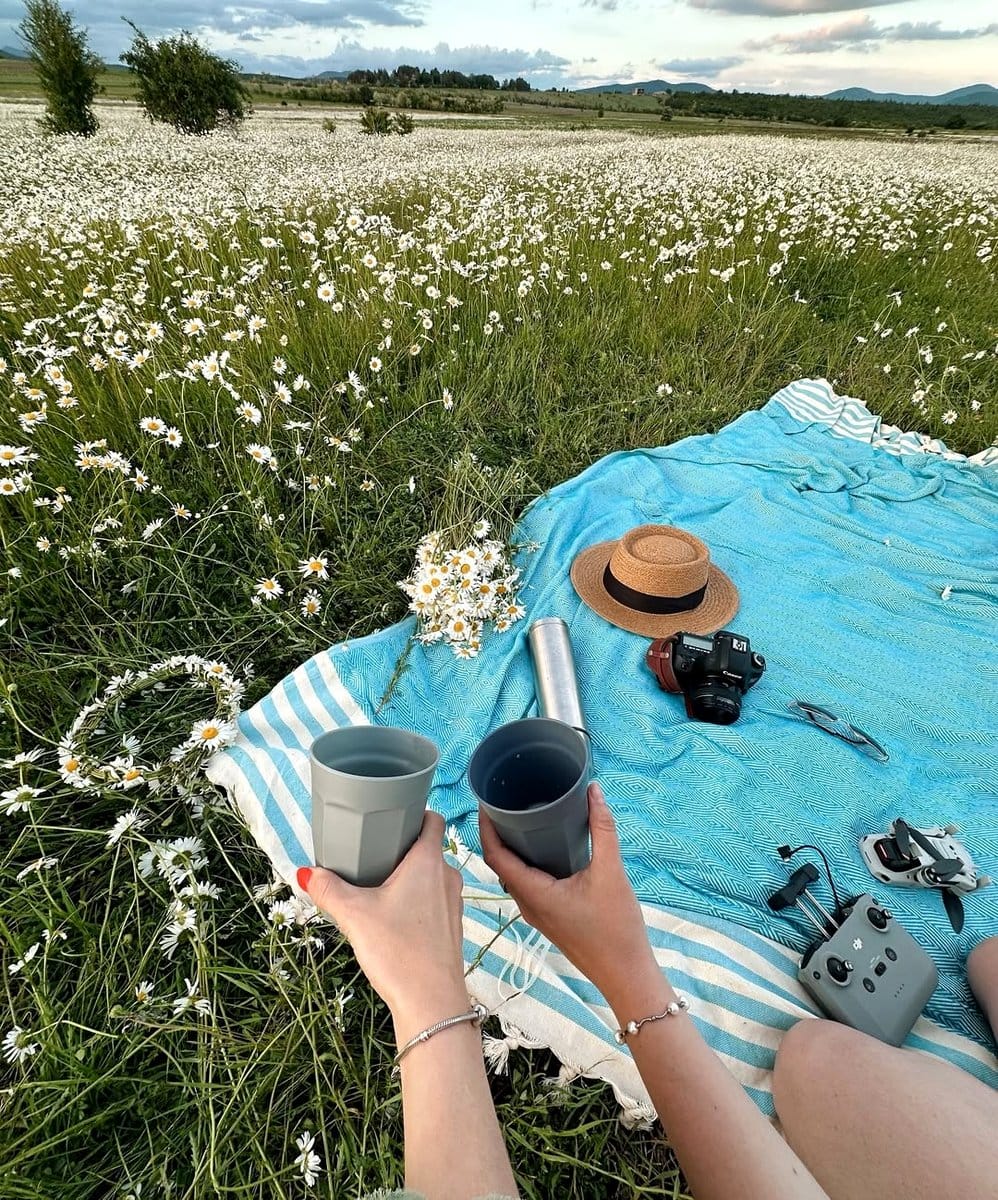 chamomile flowers in field