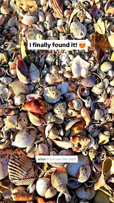 small stones and shells