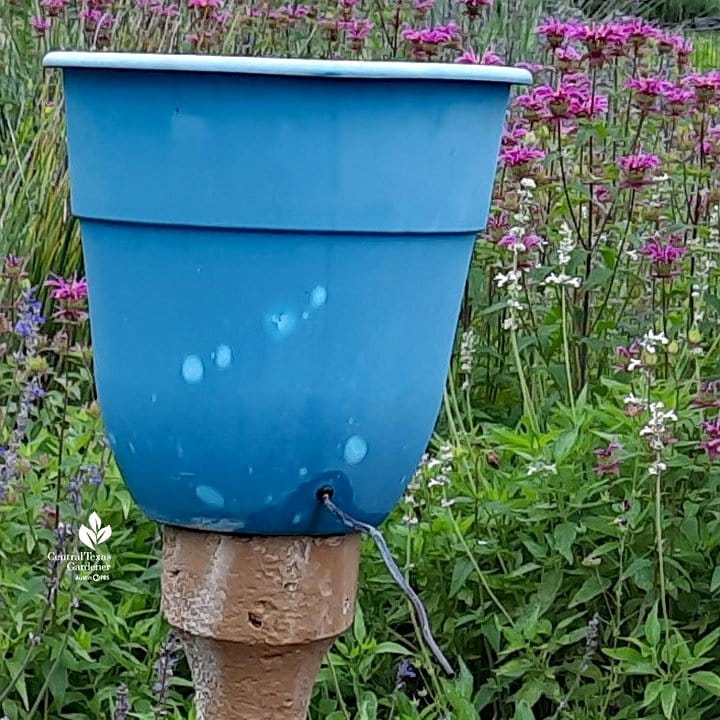 butterfly-friendly flowers in fountain