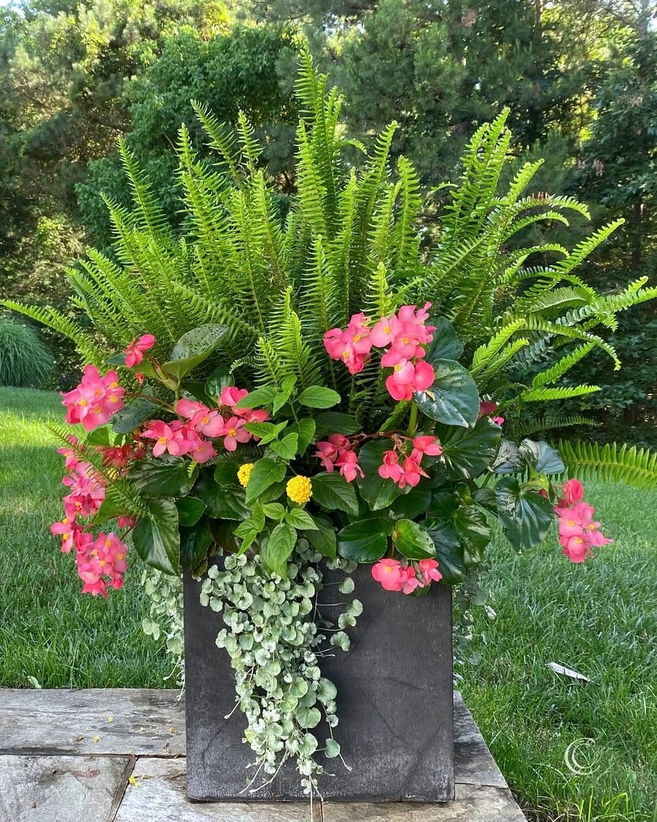 hanging basket plant stand with ivy