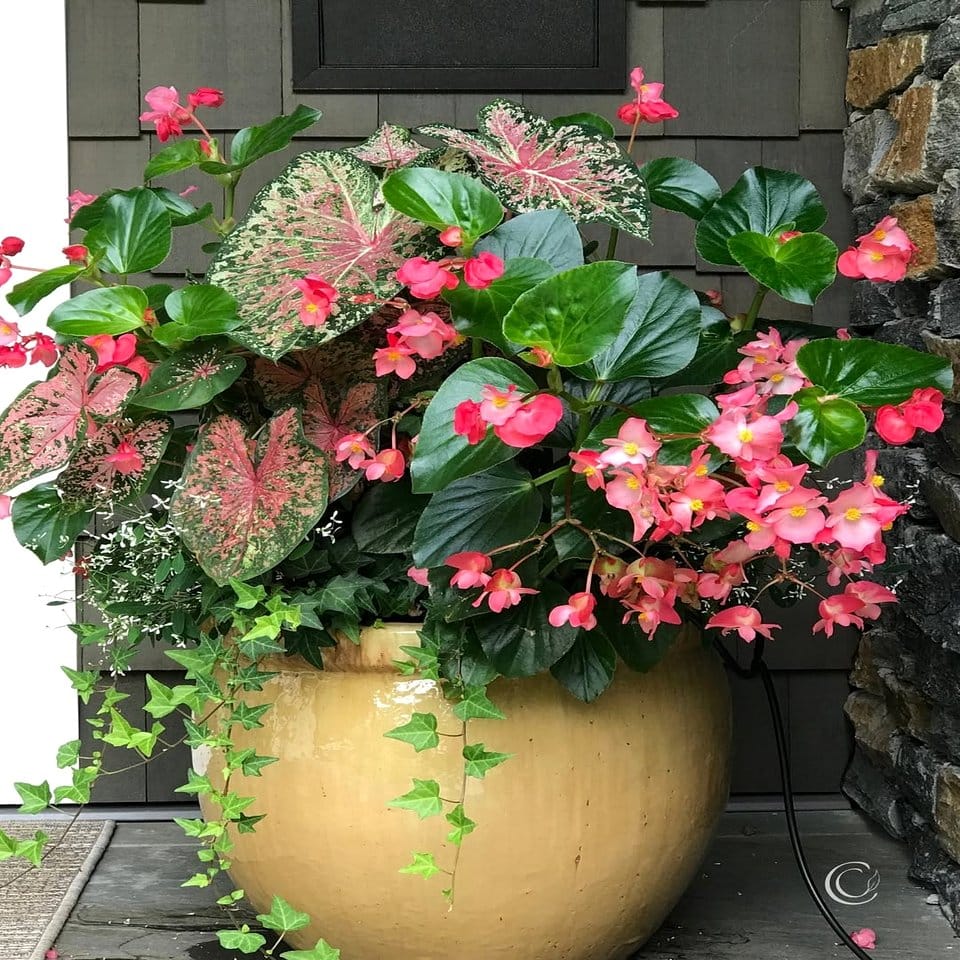 Barn board window box with petunias