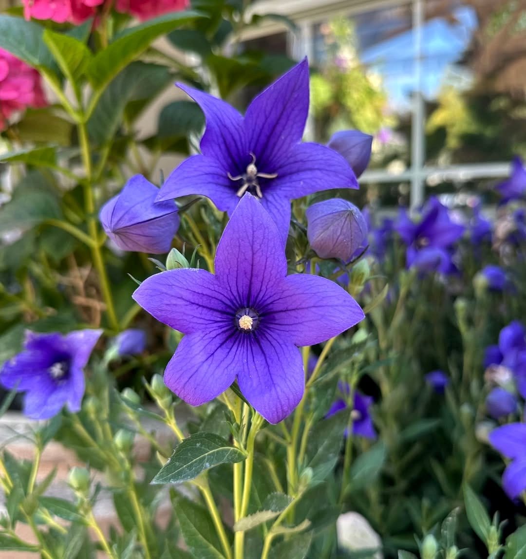 blue balloon flowers ready to pop