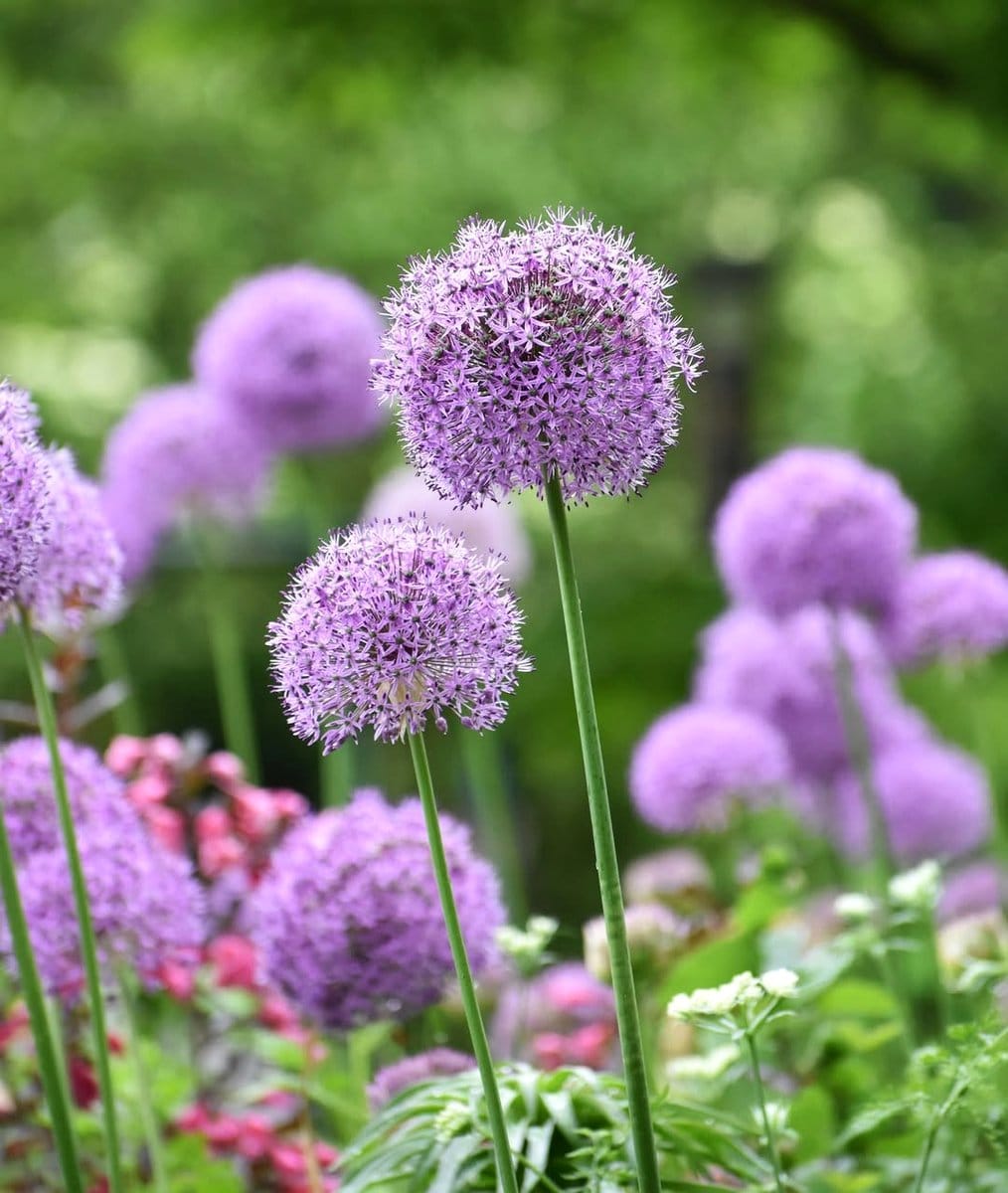 allium flowers blooming