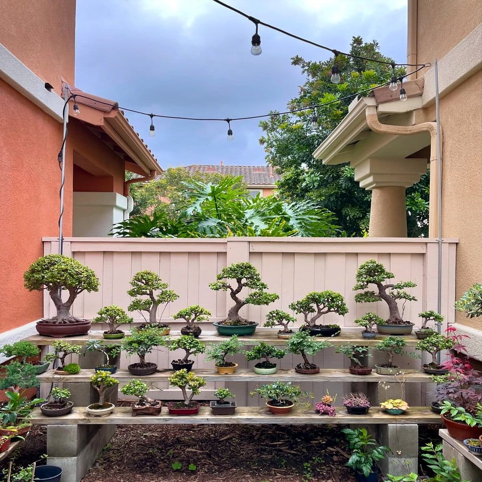 Bonsai trees on rune plant stand